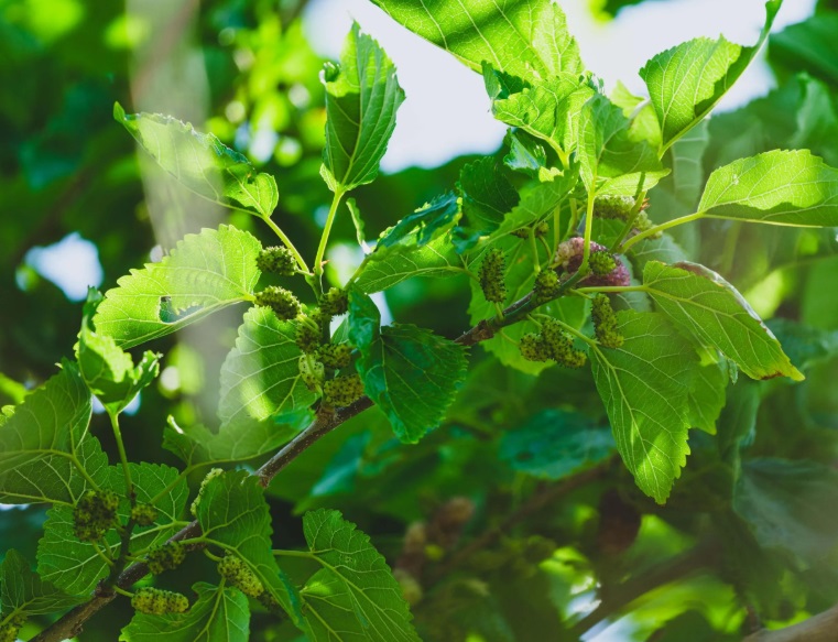 Lá dâu tằm – nguồn năng lượng tự nhiên cho làn da sáng khỏe