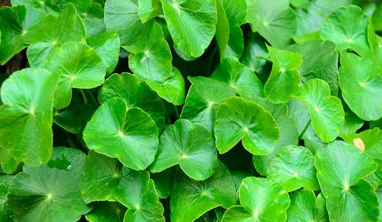 Centella Asiatica làm dịu và phục hồi