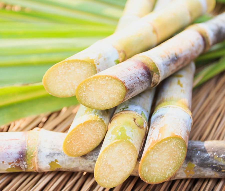 Mía là tối kỵ của các nghệ sĩ.